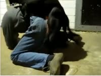 [ Beastiality DVD ] Big dark doggy sodomized his slavemaster